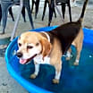 Thumbnail photo of Louie-He's got a sponsor! #1