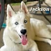 Thumbnail photo of Jackson **Special medical needs** #4