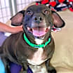 Thumbnail photo of Frank #3
