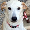 Thumbnail photo of Rascal #1