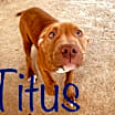 Thumbnail photo of Titus (Beefcake) #2