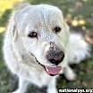 Thumbnail photo of Cake in GA - Affectionate, Cuddly Girl! #1