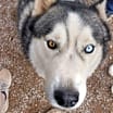 Thumbnail photo of Timber #1