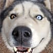 Thumbnail photo of Timber #2