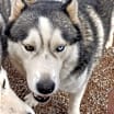 Thumbnail photo of Timber #3