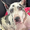 Thumbnail photo of Ziggy Stardust #1