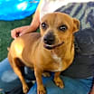 Thumbnail photo of Squeaks #1