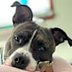 Thumbnail photo of Jamison #2