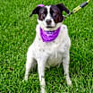 Thumbnail photo of Ella #3