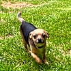 Thumbnail photo of Buster #1