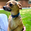 Thumbnail photo of Buster #2