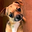 Thumbnail photo of Buster #3