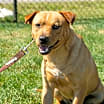 Thumbnail photo of Curly #1