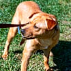 Thumbnail photo of Curly #3
