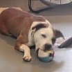 Thumbnail photo of Roxie #3