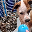 Thumbnail photo of Roxie #4