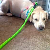 Thumbnail photo of Dandy #4