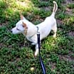 Thumbnail photo of Bocephus #2