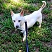 Thumbnail photo of Bocephus #3