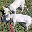 Thumbnail photo of Bocephus #4