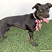 Thumbnail photo of Greta #3
