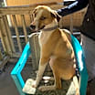 Thumbnail photo of Buddy #2