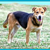 Thumbnail photo of Abraham #2
