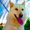 Thumbnail photo of Daisy #1