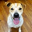 Thumbnail photo of Cheeto #3