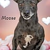Thumbnail photo of Moose #1