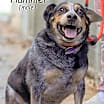 Thumbnail photo of Hammer #1