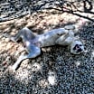 Thumbnail photo of Bonny #4