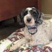 Thumbnail photo of Reno #1
