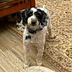 Thumbnail photo of Reno #2