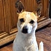 Thumbnail photo of Whiskey #1