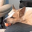 Thumbnail photo of Whiskey #2