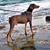 Thumbnail photo of Ruger #2