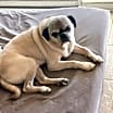 Thumbnail photo of ROCKY #1