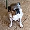 Thumbnail photo of ROCKY #2