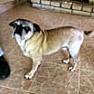 Thumbnail photo of ROCKY #3