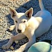 Thumbnail photo of Zazu #1