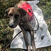 Thumbnail photo of Otis #1