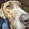 Thumbnail photo of Otis #3