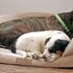Thumbnail photo of LUCIA #4