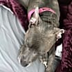 Thumbnail photo of Myla #3
