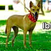 Thumbnail photo of Ibbie from Taiwan #4