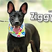 Thumbnail photo of Ziggy from Taiwan #1
