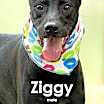 Thumbnail photo of Ziggy from Taiwan #2