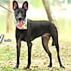 Thumbnail photo of Ziggy from Taiwan #3