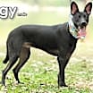 Thumbnail photo of Ziggy from Taiwan #4